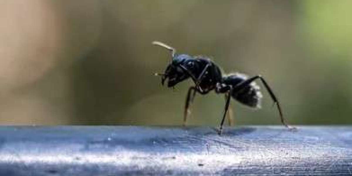 Creating Healthier Living Spaces with Professional Pest Management