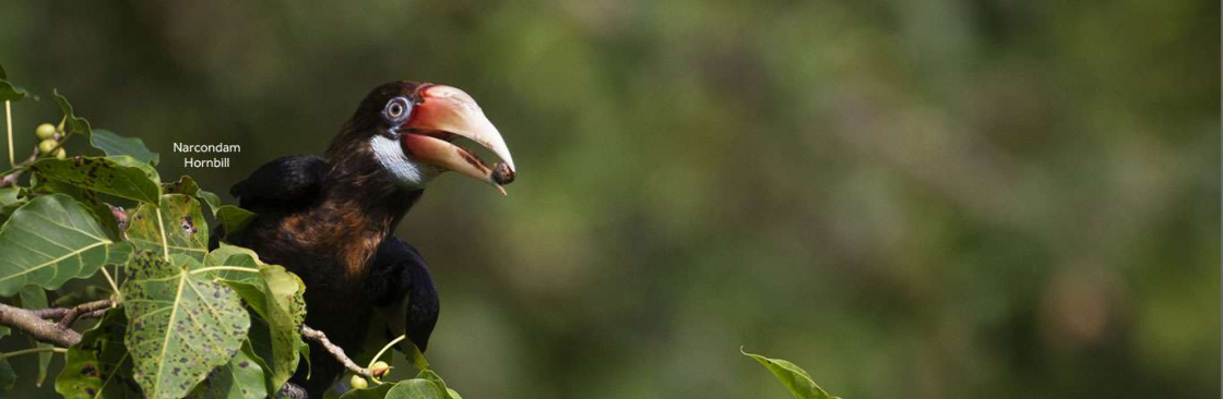 India Birding Tours Cover Image