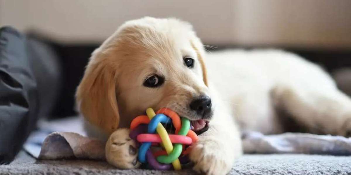 Safe and Fun Pet Toys: How to Choose the Best Toys for Your Furry Friend